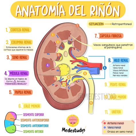 riñon anatomia - partes del riñon